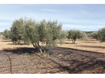 Malla recol. 5x10mt aceitunas natuur ne confecc. nt128214